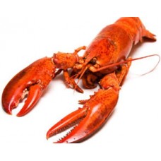 Cooked boston lobster 300-350g 